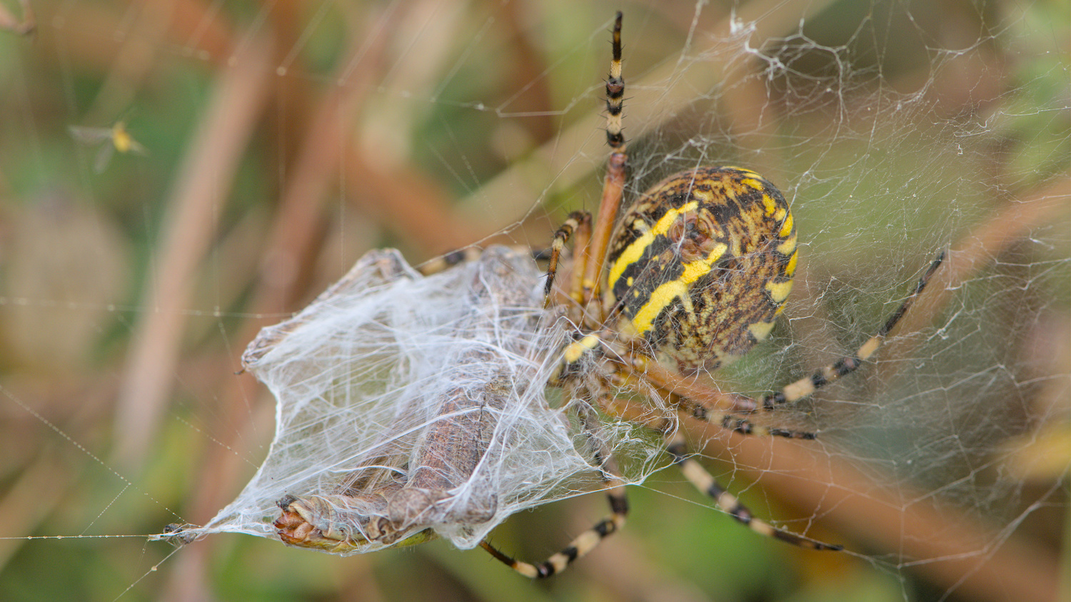 Argiope frelon femelle avec sa proie