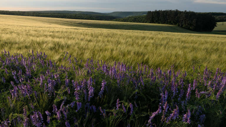 Photo d’un champ de céréale encore vert avec une lumière rasante venant de gauche avec au premier plan des fleurs violettes