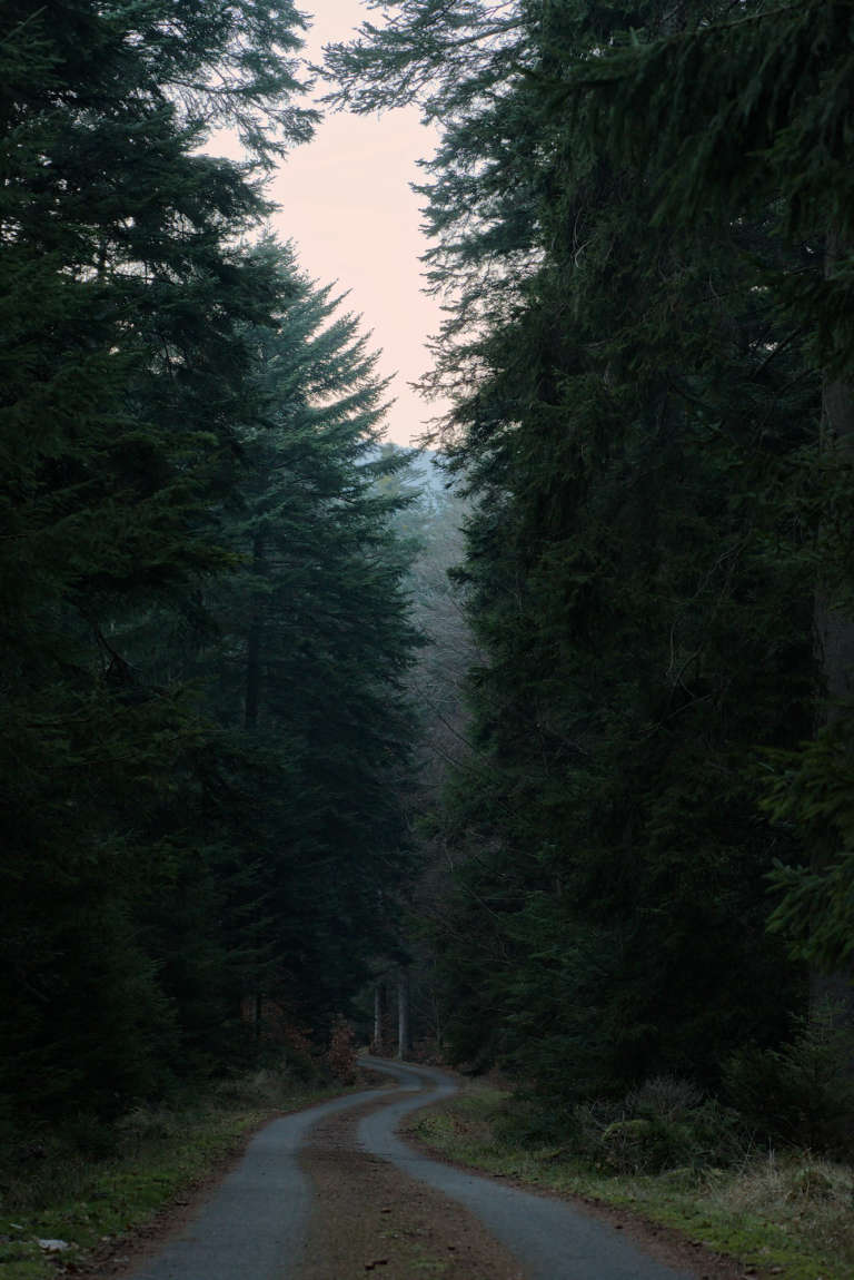 Photo verticale d’un chemin forestier dans une forêt de conifères sombres de chaque côté. Le bout de ciel qui sort de la forêt a une lueur bleue orangée de fin de journée.