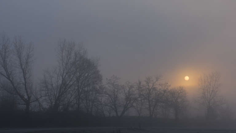 Photo du soleil venant de se lever en hiver derrière quelques arbres entièrement dans la brume