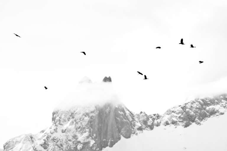 Photo noire et blanc de la tête de chat des Aiguilles d’Arves sous la neige et dans la brume avec des chocards qui volent devant