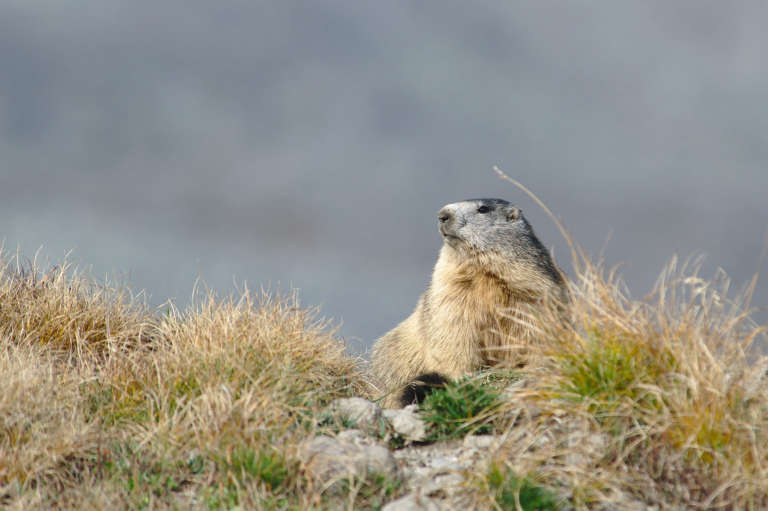 Marmotte de profil dans une plaine de montagne jaune d’automne