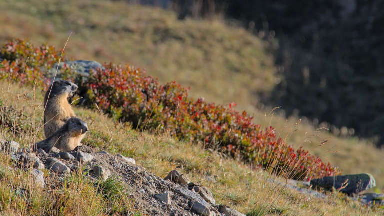 Deux marmottes à l’aube à la sortie du terrier en train d’observer le paysage avec une lumière douce du matin