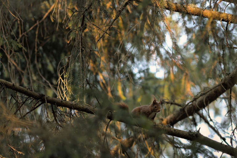 Écureuil posé sur une branche de conifère en hauteur me regardant avec une lumière douce de matin