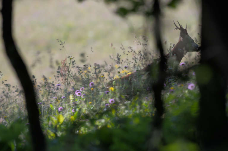 Photo d’un sous-bois avec un chevreuil en train de courir derrières deux arbres