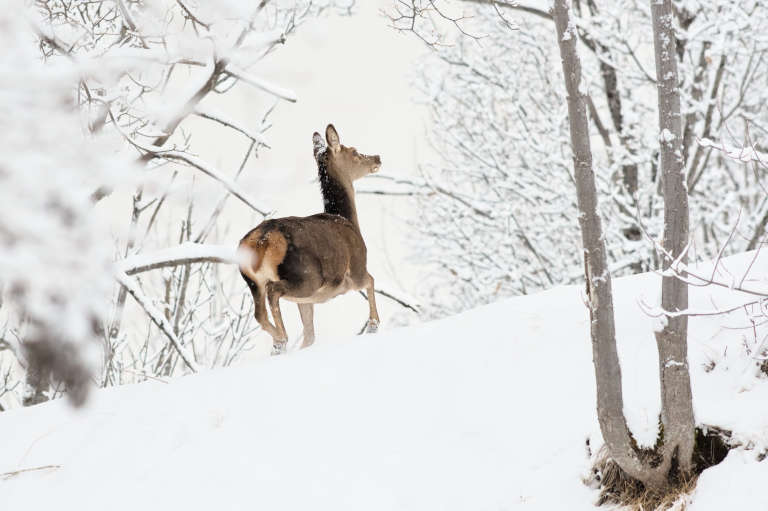 Biche en train de courir de trois quart arrière dans un forêt enneigée