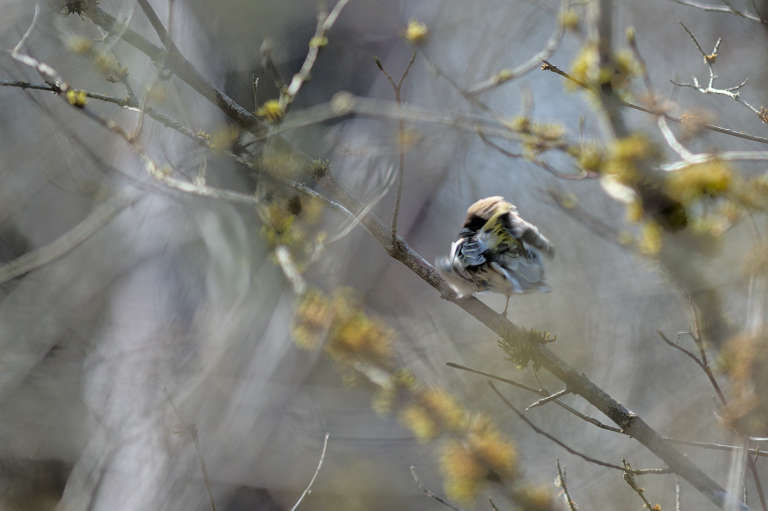 Oiseau posé sur une branche en sous-bois entièrement flou car en train de faire sa toilette