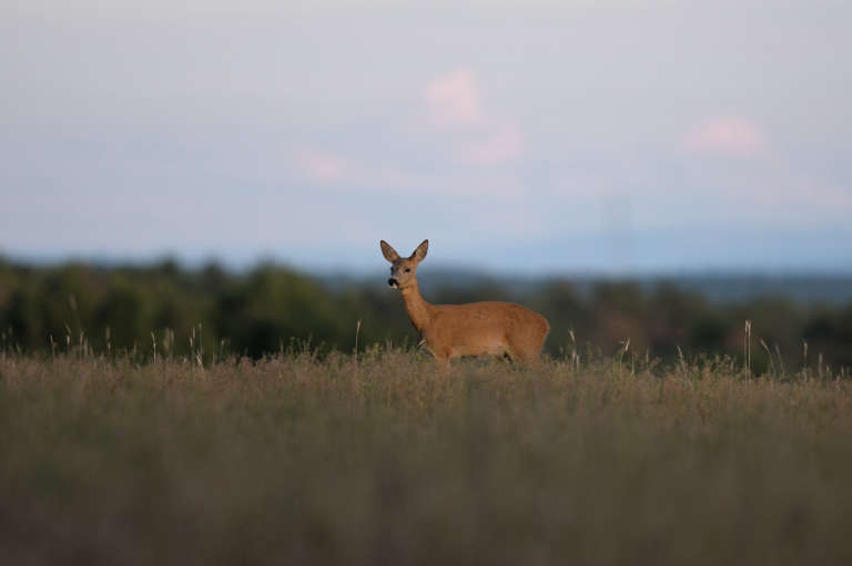 Chevrette au crépuscule (♀) dans un champ de céréales