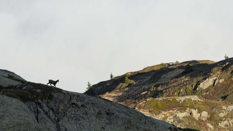 Jeune chamois sur une vue large marchant dans un paysage de montagne