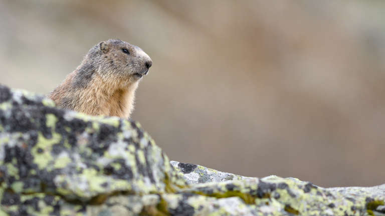 Photo d’une marmotte en gros plan derrière une bande rocheuse