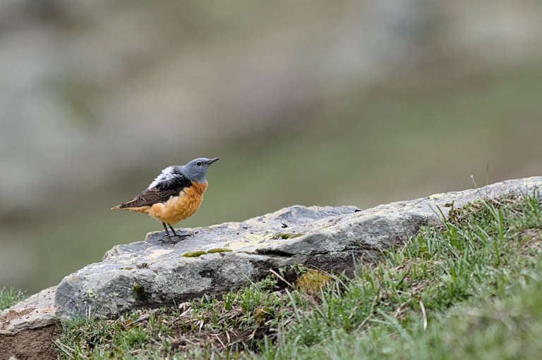 Monticole de roche (oiseau au ventre orange, la tête gris/bleue et le dos noir) posé au sol dans un paysage de moyenne montagne