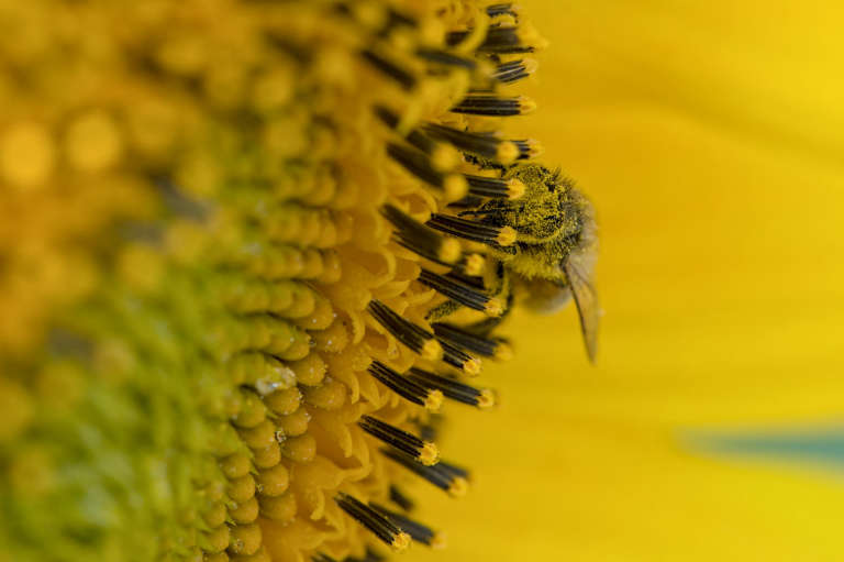 Photo en macro d’une abeille en train de butiner dans le cœur d’une fleur de tournesol avec la tête recouverte de pollen jaune. L’ensemble de la photo est quasiment entièrement jaune avec les pétales floues à l’arrière plan.