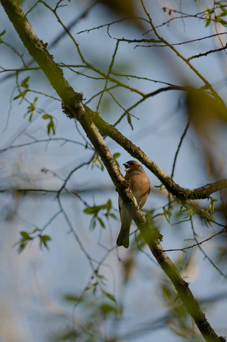 Pinson des arbres en train de chanter sur une branche d’arbre