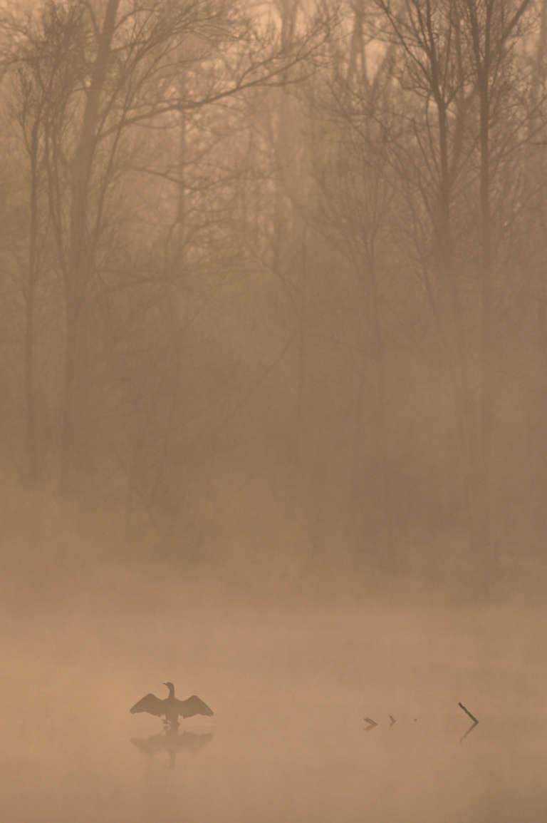 Cormoran dans la brume à l’aube ailes déployées pour les faire sécher